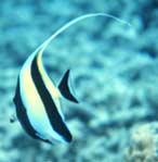 Photo of a Moorish Idol