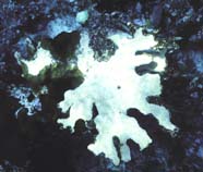 Image of necrotic elkhorn coral