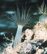 Image of Cnidarian polyp with extended stalk