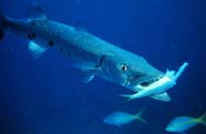 Image of barracuda siezing prey