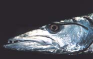 Image of barracuda head