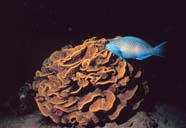 Image of parrotfish and coral