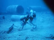 Image of scientist laying a linear transect