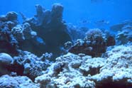 Image of complex (rugose) reef habitat