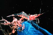 Image of marine shrimp