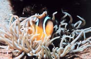 Image of clownfish with sea anemone