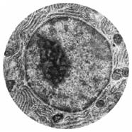 Image of well-defined cell nucleus