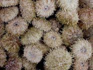 Image of sea urchins