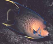 Image of angelfish