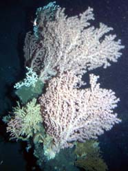 thicket of paragorgia corals