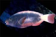 Image of Parrotfish swimming in coral reef