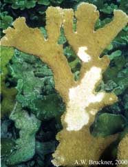 Image of Elkhorn coral with patchy necrosis