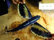 Image of flying fish