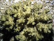 Pocillopora damicornis