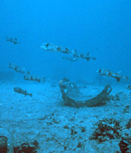 Image of puffer fishes