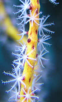 Polyps of Yellow Gorgonian