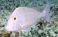 Photo of a porgy