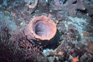 Image of a barrel sponge (Porifera)