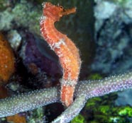 Image of a seahorse