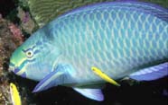 Queen parrotfish with juvenile bluehead wrasse