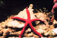 Image of a Pacific starfish