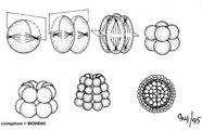 Image of radial cleavage 