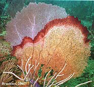 Image of sea fan w. red band disease
