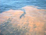 Image of red tide