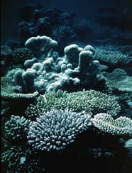 Image of a reef flat in Micronesia