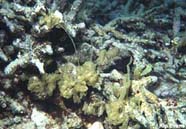 Image of reef rubble