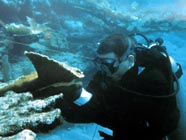 Image of diver repairing coral