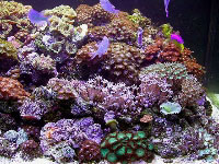 Reef Tank