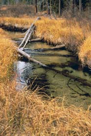 Image of stream riparian zone
