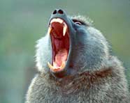 Photo of a baboon yawning