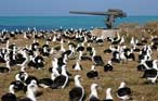Photo of an albatross rookery