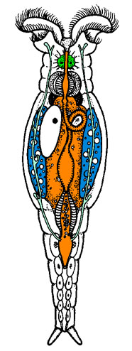 Graphic of rotifer