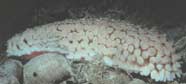 Photo of a sea cucumber