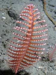 Image of a group od sea pens