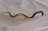 Image of a sea snake