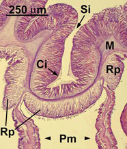 Image of siphonogylph