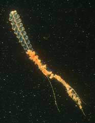 Photo displaying siphonophore