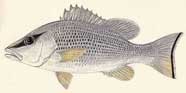 Illustration of gray snapper