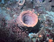 Image of a barrel sponge