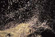 Image of spawning star coral
