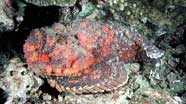 Photo of a stonefish