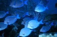 Photo of a school of surgeonfish