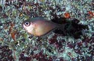 Photo of a glass sweeper (Pempheris schomburgki) 