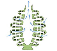 Diagram of syconoid sponge