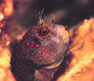 Image of blenny