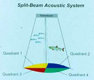 Graphic of transducer